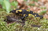 Vuursalamander (Salamandra salamandra) 