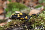 Vuursalamander (Salamandra salamandra) 