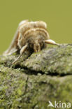 Buff Arches (Habrosyne pyritoides)