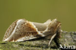 Buff Arches (Habrosyne pyritoides)