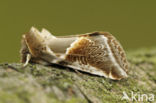 Buff Arches (Habrosyne pyritoides)