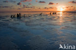 Waddenzee