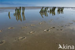 Waddenzee