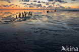 Wadden Sea