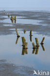 Wadden Sea