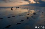 Wadden Sea