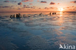 Wadden Sea