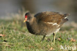 Waterhoen (Gallinula chloropus)