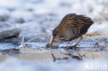 Waterrail (Rallus aquaticus)