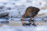 Waterrail (Rallus aquaticus)