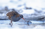 Waterrail (Rallus aquaticus)