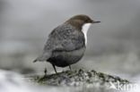 White-throated Dipper (Cinclus cinclus)