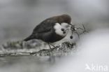 White-throated Dipper (Cinclus cinclus)