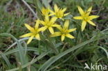 Meadow Gagea (Gagea pratensis)