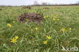 Meadow Gagea (Gagea pratensis)