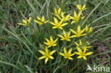 Meadow Gagea (Gagea pratensis)