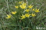 Meadow Gagea (Gagea pratensis)
