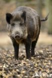 Wild Boar (Sus scrofa)