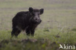 Wild Boar (Sus scrofa)