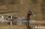 Wilde Eend (Anas platyrhynchos)