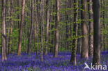 Bluebell (Scilla non-scripta)