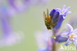 Bluebell (Scilla non-scripta)