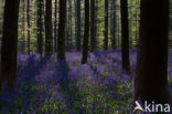 Bluebell (Scilla non-scripta)