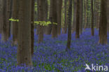 Bluebell (Scilla non-scripta)