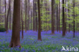 Bluebell (Scilla non-scripta)