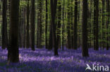 Bluebell (Scilla non-scripta)