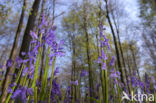 Bluebell (Scilla non-scripta)