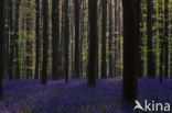 Bluebell (Scilla non-scripta)