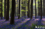 Bluebell (Scilla non-scripta)