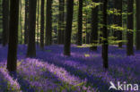 Bluebell (Scilla non-scripta)