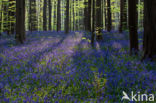 Bluebell (Scilla non-scripta)