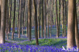 Bluebell (Scilla non-scripta)