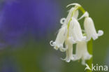 Bluebell (Scilla non-scripta)