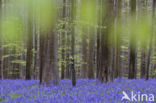 Bluebell (Scilla non-scripta)