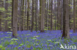 Bluebell (Scilla non-scripta)