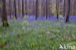 Bluebell (Scilla non-scripta)