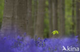 Bluebell (Scilla non-scripta)