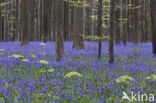 Bluebell (Scilla non-scripta)