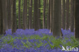 Bluebell (Scilla non-scripta)