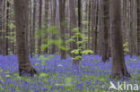 Bluebell (Scilla non-scripta)