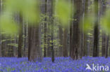 Bluebell (Scilla non-scripta)