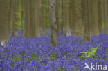 Bluebell (Scilla non-scripta)