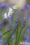 Bluebell (Scilla non-scripta)