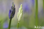 Bluebell (Scilla non-scripta)