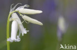 Bluebell (Scilla non-scripta)
