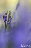 Bluebell (Scilla non-scripta)
